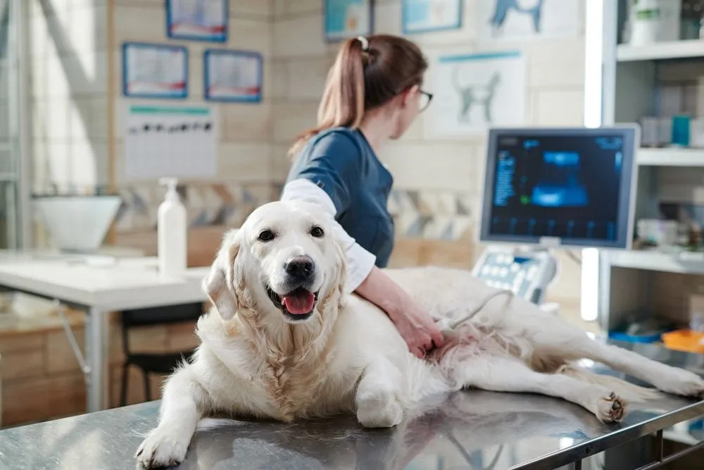 Guide To Common Vet Diagnostic Services