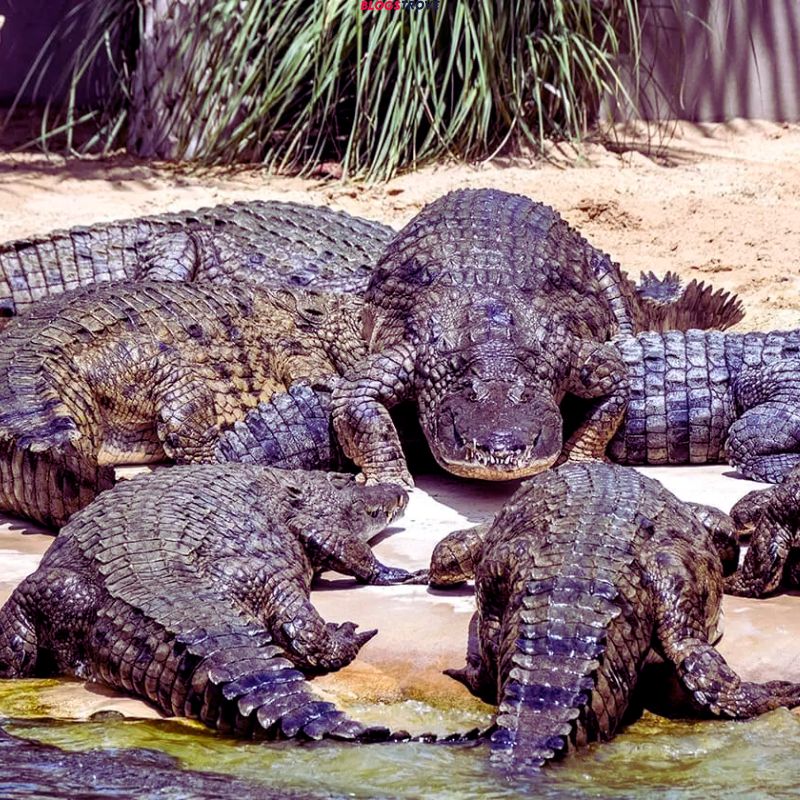 Crocodile Park Dubai Attractions